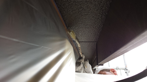 koushin_05nagaredome | 外壁塗装は神奈川県横浜市の塗装職人 Bird perched on a narrow ledge between tarp and metal beam at a construction site, with a person wearing a white hard hat nearby.