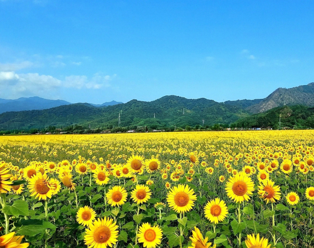 35100530_s | 外壁塗装は神奈川県横浜市の塗装職人 Field of bright yellow sunflowers under a clear blue sky with green mountains in the distance.