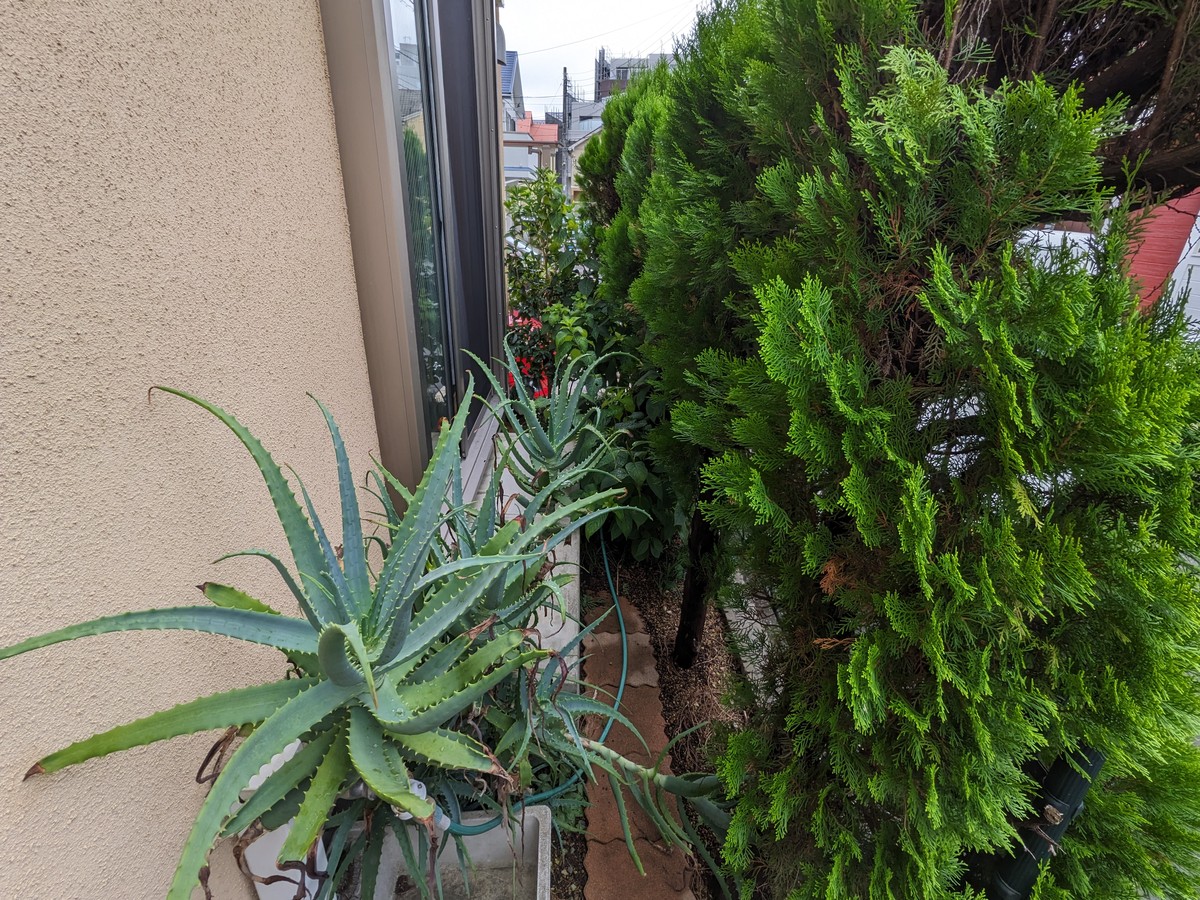20230923_007 | 外壁塗装は神奈川県横浜市の塗装職人 外壁に近接する植栽と足場設置場所